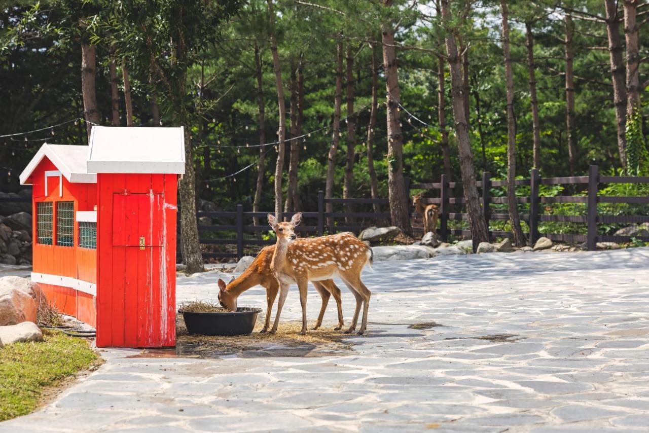 Kensington Resort Seorak Valley Sokcho Buitenkant foto